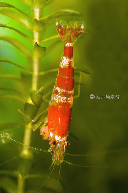 红水晶矮虾(Caridina cf. cantonensis)水晶rote Zwerggarnele